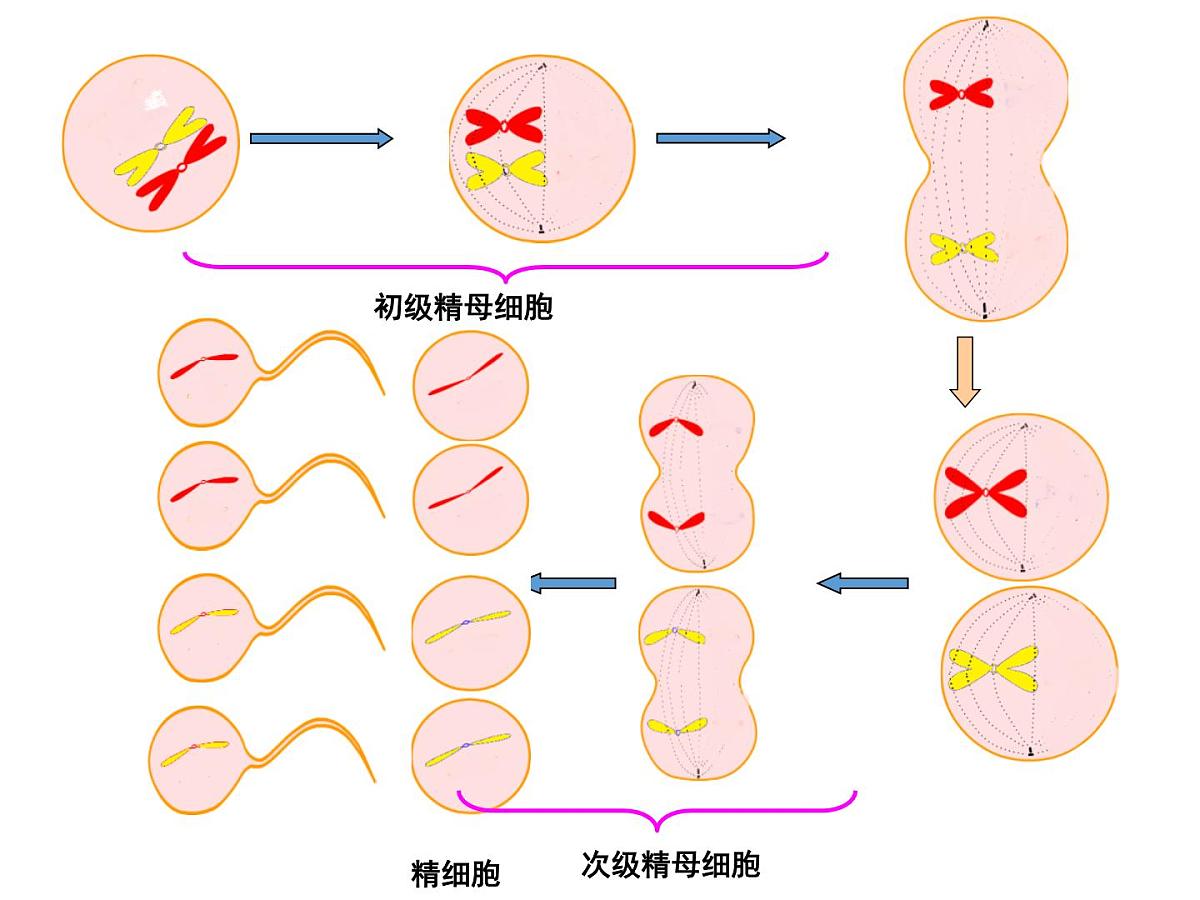 人教版 (新课标)高中生物 必修2 2-1《减数分裂和受精作用》（第2课时）课件第5页