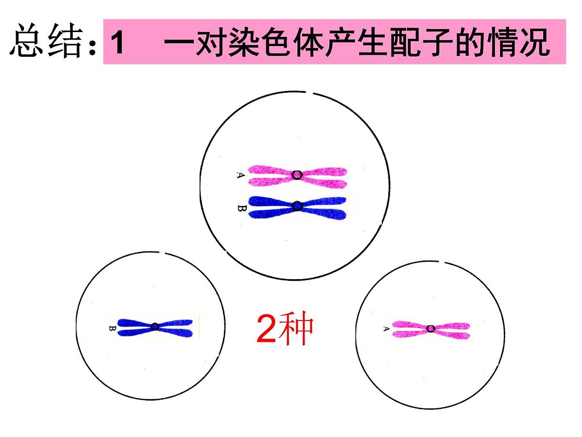 人教版 (新课标)高中生物 必修2 2-1《减数分裂和受精作用》（第2课时）课件第8页