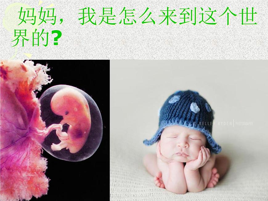 人教版 (新课标)高中生物 必修2 2-1《减数分裂和受精作用》（第1课时）课件第3页