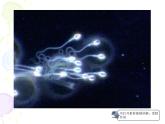 人教版 (新課標)高中生物 必修2 2-1《減數(shù)分裂和受精作用》（第1課時）課件
