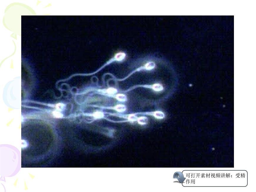 人教版 (新课标)高中生物 必修2 2-1《减数分裂和受精作用》（第1课时）课件第4页