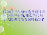 人教版 (新課標)高中生物 必修2 2-1《減數(shù)分裂和受精作用》（第1課時）課件
