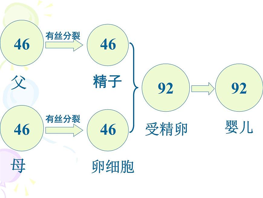 人教版 (新课标)高中生物 必修2 2-1《减数分裂和受精作用》（第1课时）课件第6页