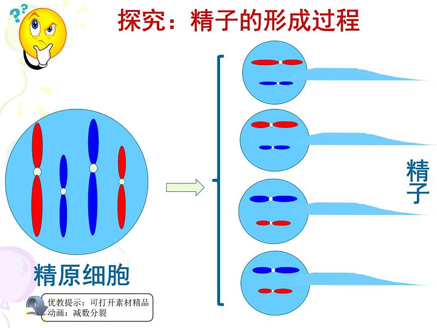 人教版 (新课标)高中生物 必修2 2-1《减数分裂和受精作用》（第1课时）课件第8页