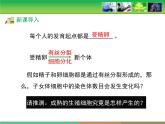 人教版 (新課標)高中生物 必修2 2-1《減數(shù)分裂和受精作用》第2課時教學課件