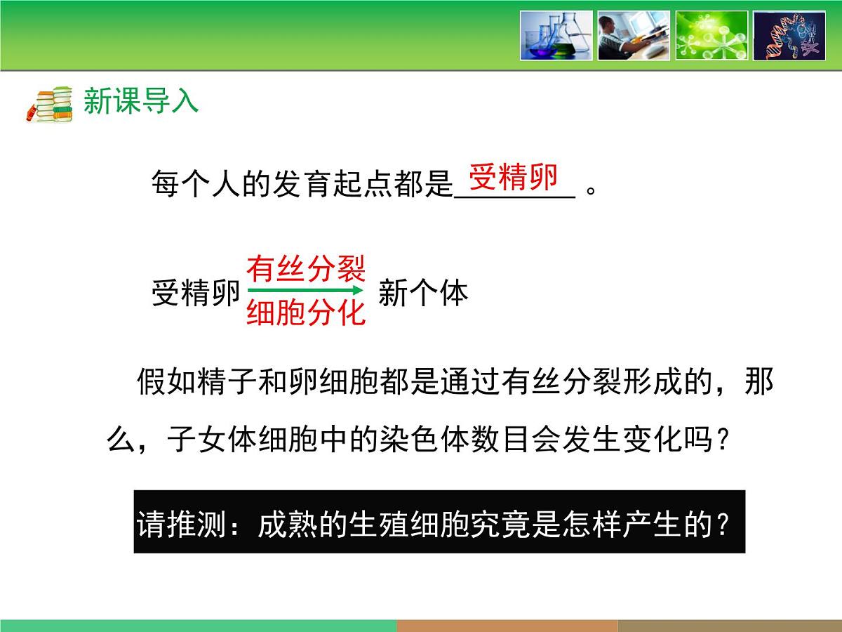 人教版 (新课标)高中生物 必修2 2-1《减数分裂和受精作用》第2课时教学课件第3页