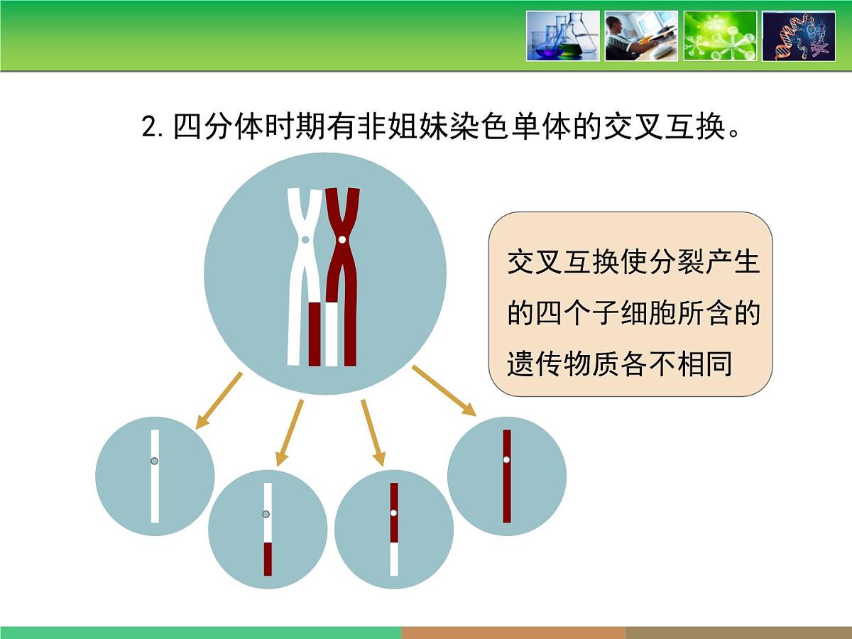 人教版 (新课标)高中生物 必修2 2-1《减数分裂和受精作用》第2课时教学课件第7页