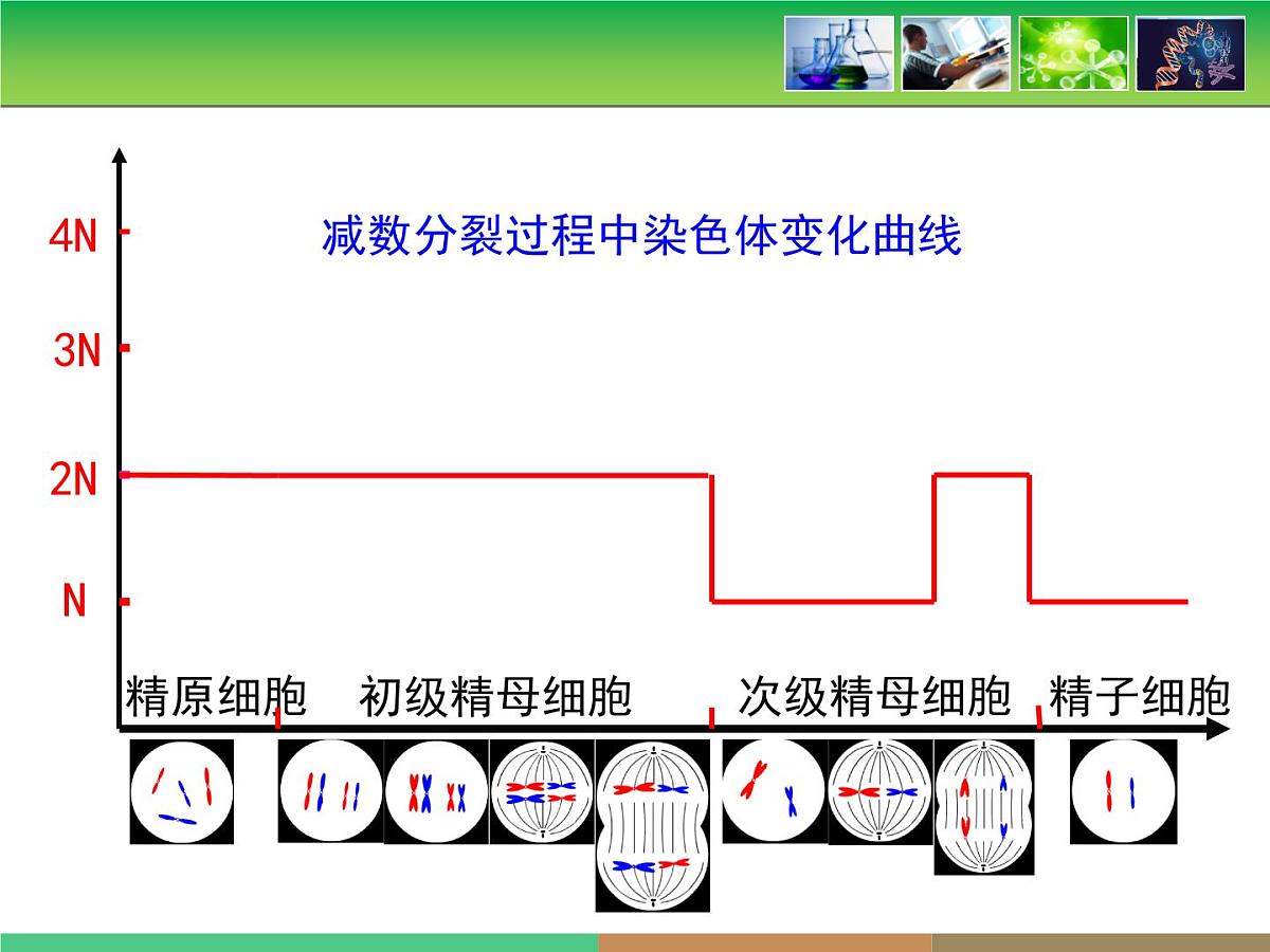人教版 (新课标)高中生物 必修2 2-1《减数分裂和受精作用》第2课时教学课件第8页