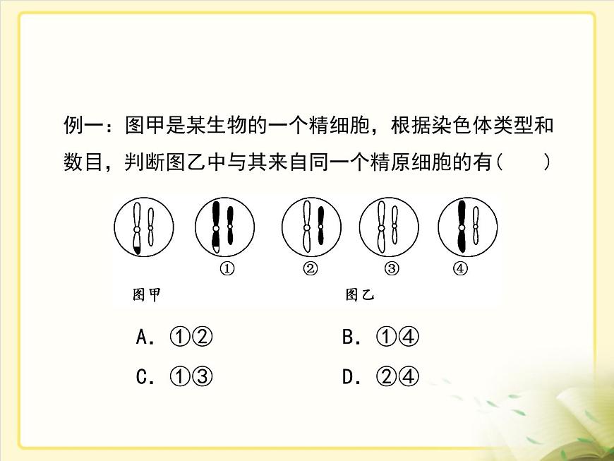 人教版 (新课标)高中生物 必修2 2-1《减数分裂和受精作用》第2课时复习课件第8页