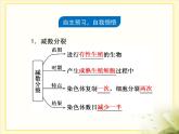人教版 (新課標(biāo))高中生物 必修2 2-1《減數(shù)分裂和受精作用》第1課時(shí)復(fù)習(xí)課件