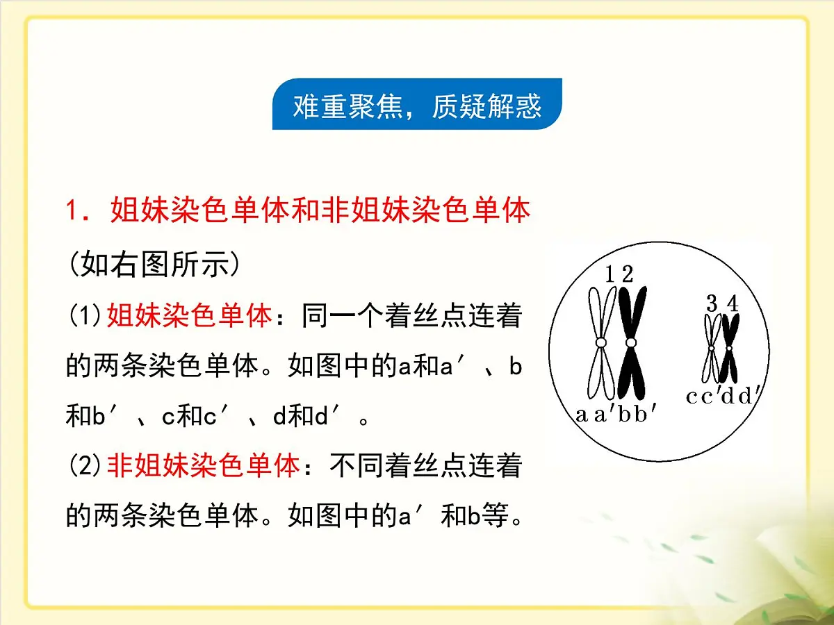 人教版 (新课标)高中生物 必修2 2-1《减数分裂和受精作用》第1课时复习课件第8页