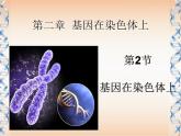 人教版 (新課標(biāo))高中生物 必修2 2-2《基因在染色體上》課件