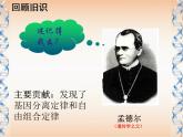人教版 (新課標(biāo))高中生物 必修2 2-2《基因在染色體上》課件