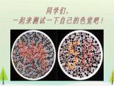 人教版 (新課標(biāo))高中生物 必修2 2-3《伴性遺傳》課件