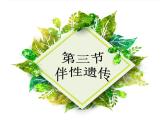 人教版 (新課標(biāo))高中生物 必修2 2-3《伴性遺傳》課件