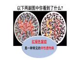 人教版 (新課標(biāo))高中生物 必修2 2-3《伴性遺傳》課件