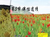 人教版 (新課標(biāo))高中生物 必修2 2-3《伴性遺傳》課件