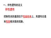 人教版 (新課標(biāo))高中生物 必修2 2-3《伴性遺傳》課件
