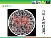 人教版 (新課標(biāo))高中生物 必修2 2-3《伴性遺傳》教學(xué)課件