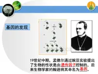 高中生物人教版 (新课标)必修2《遗传与进化》DNA是主要的遗传物质课文ppt课件