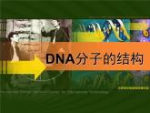 人教版 (新課標(biāo))高中生物 必修2 3-2《DNA分子的結(jié)構(gòu)》課件