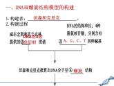 人教版 (新課標(biāo))高中生物 必修2 3-2《DNA分子的結(jié)構(gòu)》課件