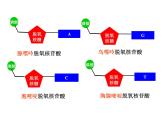 人教版 (新課標(biāo))高中生物 必修2 3-2《DNA分子的結(jié)構(gòu)》課件