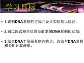人教版 (新課標(biāo))高中生物 必修2 3-3《DNA的復(fù)制》課件