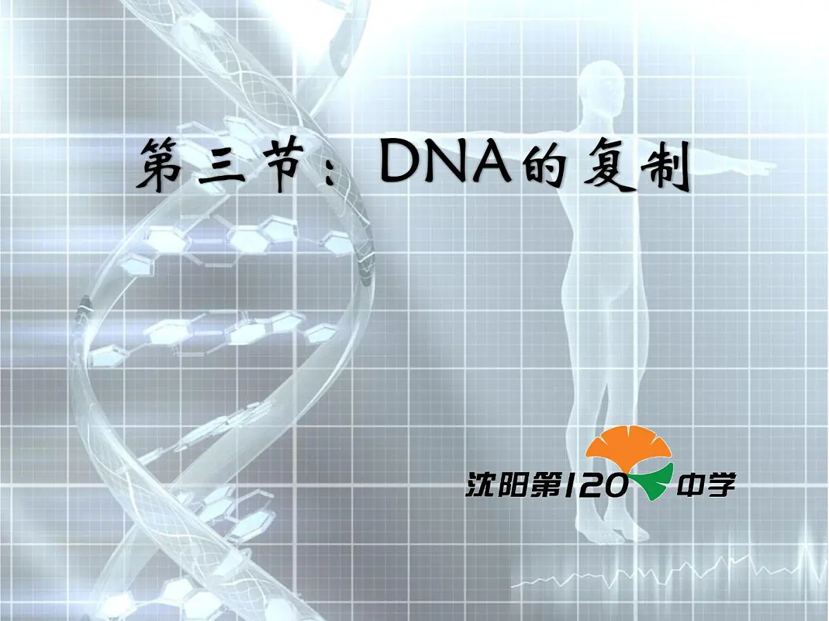 人教版 (新课标)高中生物 必修2 3-3《DNA的复制》课件第2页