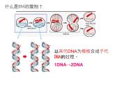 人教版 (新課標(biāo))高中生物 必修2 3-3《DNA的復(fù)制》課件