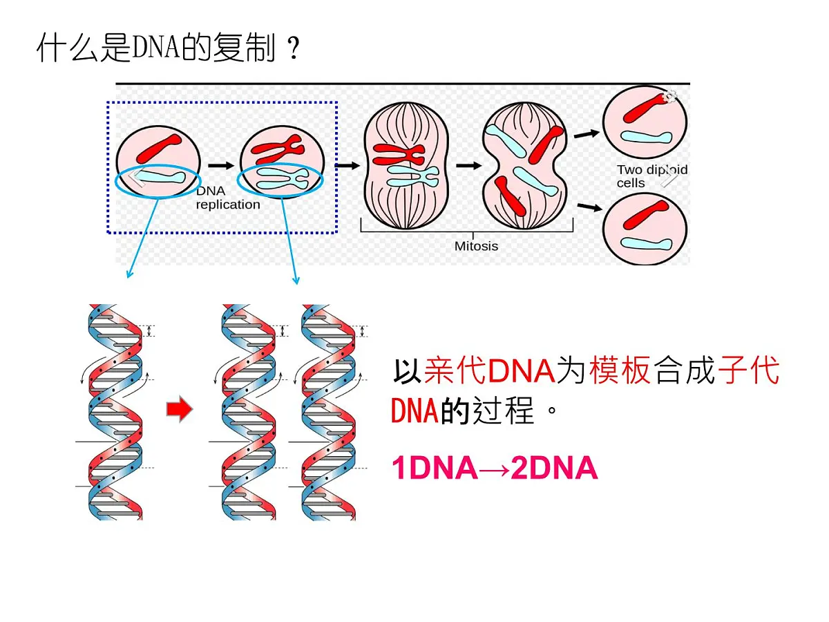 人教版 (新课标)高中生物 必修2 3-3《DNA的复制》课件第3页
