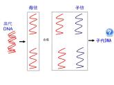 人教版 (新課標(biāo))高中生物 必修2 3-3《DNA的復(fù)制》課件
