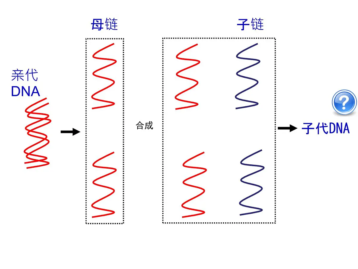 人教版 (新课标)高中生物 必修2 3-3《DNA的复制》课件第4页