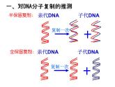 人教版 (新課標(biāo))高中生物 必修2 3-3《DNA的復(fù)制》課件