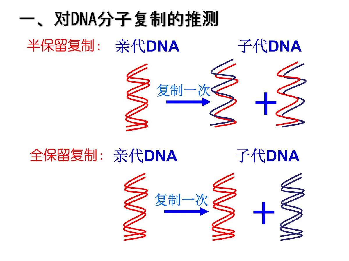 人教版 (新课标)高中生物 必修2 3-3《DNA的复制》课件第5页