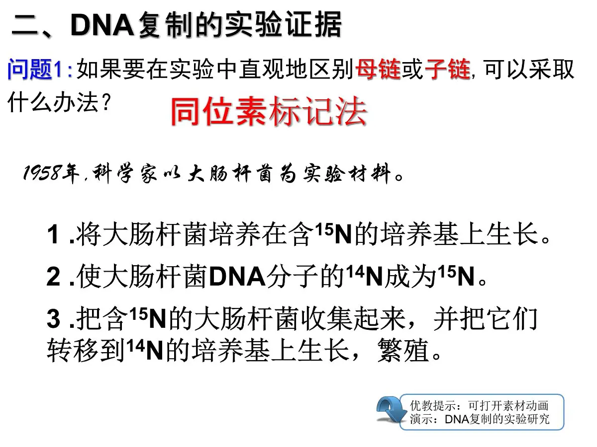 人教版 (新课标)高中生物 必修2 3-3《DNA的复制》课件第6页