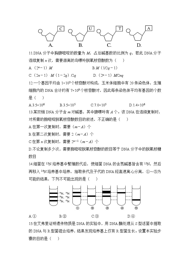 人教版 (新课标)高中生物 必修2 第三章《基因的本质》单元综合检测（一） 无答案第3页