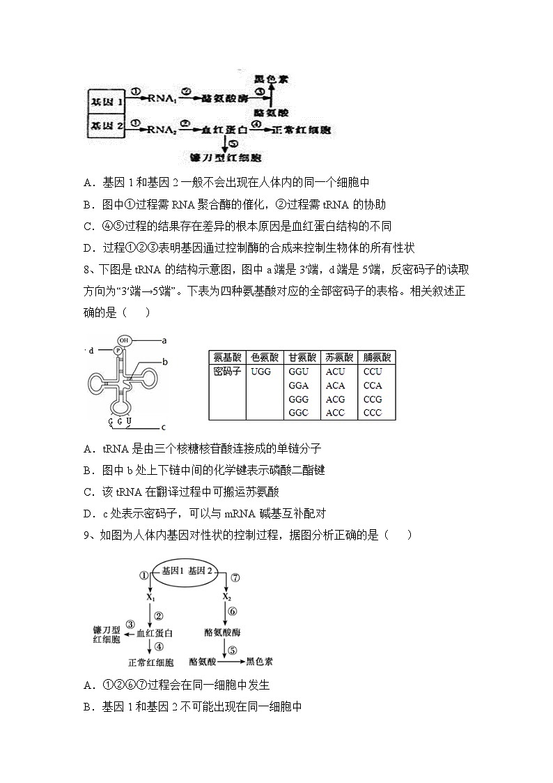 人教版 (新课标)高中生物必修2 第四章《基因的表达》综合检测（一）无答案第2页
