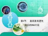 人教版 (新課標(biāo))高中生物 必修2 3-4《基因是有遺傳效應(yīng)的DNA片段》復(fù)習(xí)課件