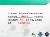 人教版 (新課標(biāo))高中生物 必修2 3-4《基因是有遺傳效應(yīng)的DNA片段》復(fù)習(xí)課件