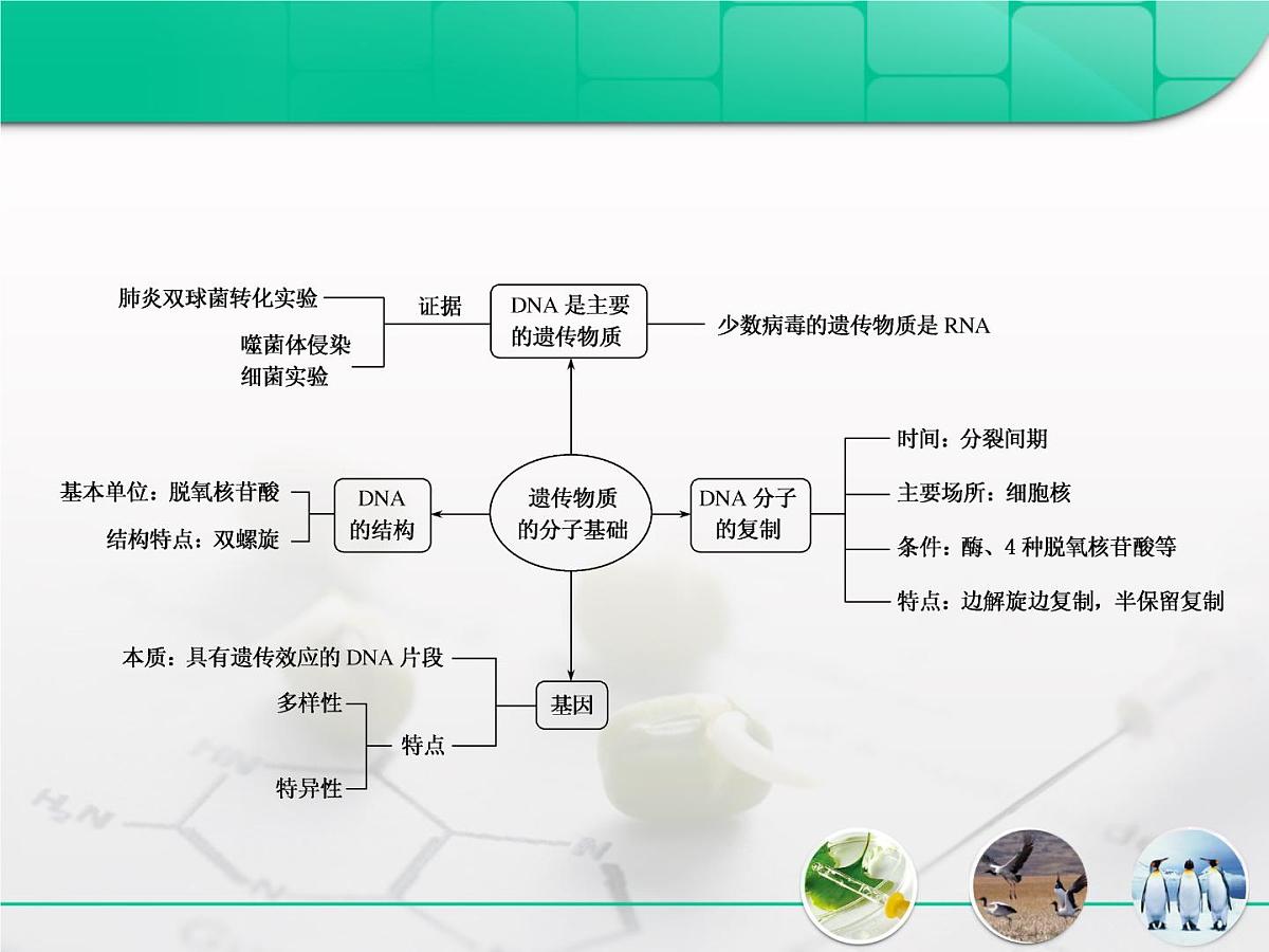 人教版 (新课标)高中生物 必修2 第三章《基因的本质》复习课件第2页
