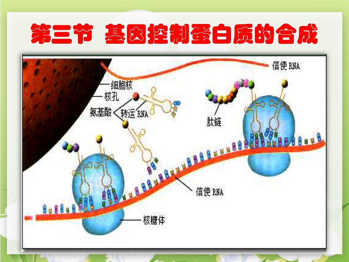 人教版 (新课标)高中生物 必修2 4-1《基因指导蛋白质的合成（第1课时）》课件第3页