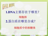 人教版 (新課標(biāo))高中生物 必修2 4-1《基因指導(dǎo)蛋白質(zhì)的合成（第1課時(shí)）》課件