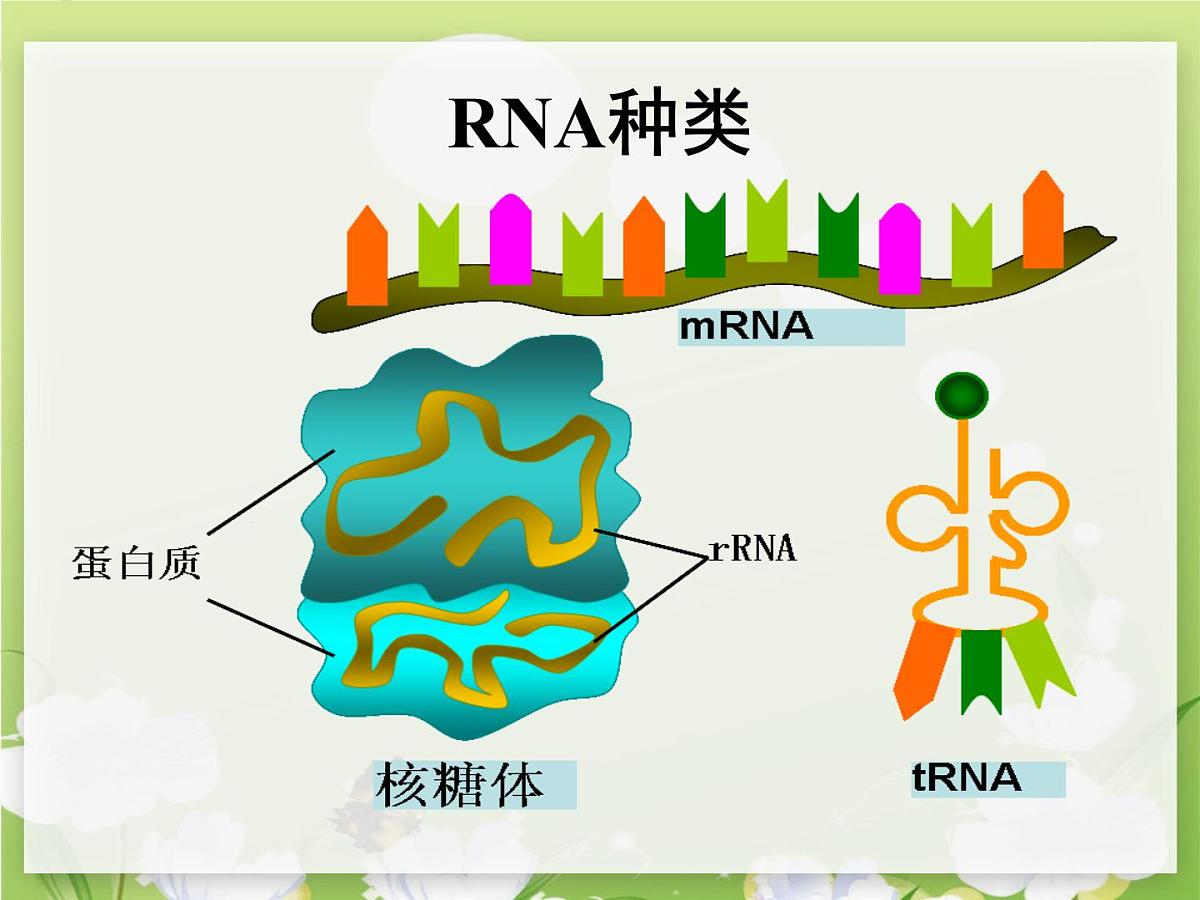 人教版 (新课标)高中生物 必修2 4-1《基因指导蛋白质的合成（第1课时）》课件第7页