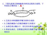 人教版 (新課標(biāo))高中生物 必修2 4-1《基因指導(dǎo)蛋白質(zhì)的合成》（第2課時(shí)）課件