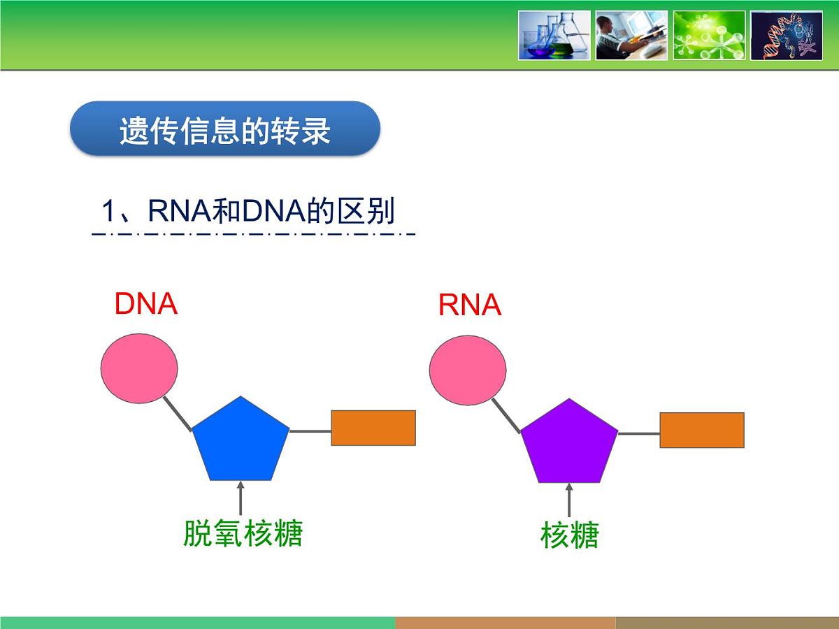 人教版 (新课标)高中生物 必修2 4-1《基因指导蛋白质的合成》名校课件第7页