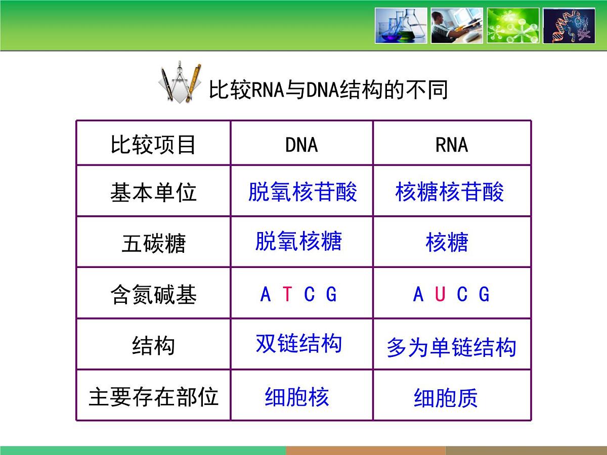 人教版 (新课标)高中生物 必修2 4-1《基因指导蛋白质的合成》名校课件第8页
