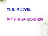 人教版 (新課標(biāo))高中生物 必修2 4-2《基因?qū)π誀畹目刂啤氛n件