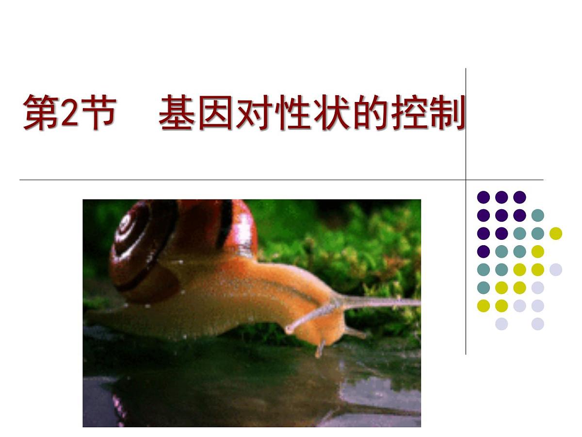 人教版 (新课标)高中生物 必修2 4-2《基因对性状的控制》课件第1页