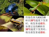 人教版 (新課標(biāo))高中生物 必修2 4-2《基因?qū)π誀畹目刂啤氛n件